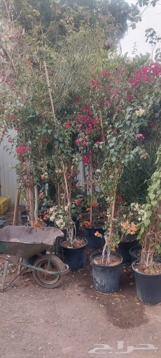 جهنميه 3الوان اطوال مختلفه ونخل واشنطني جميه المقاسات الرياض 1