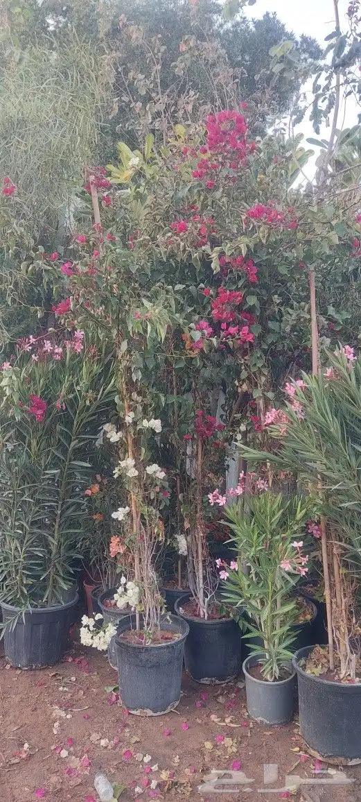 جهنميه 3الوان اطوال مختلفه ونخل واشنطني جميه المقاسات الرياض 0