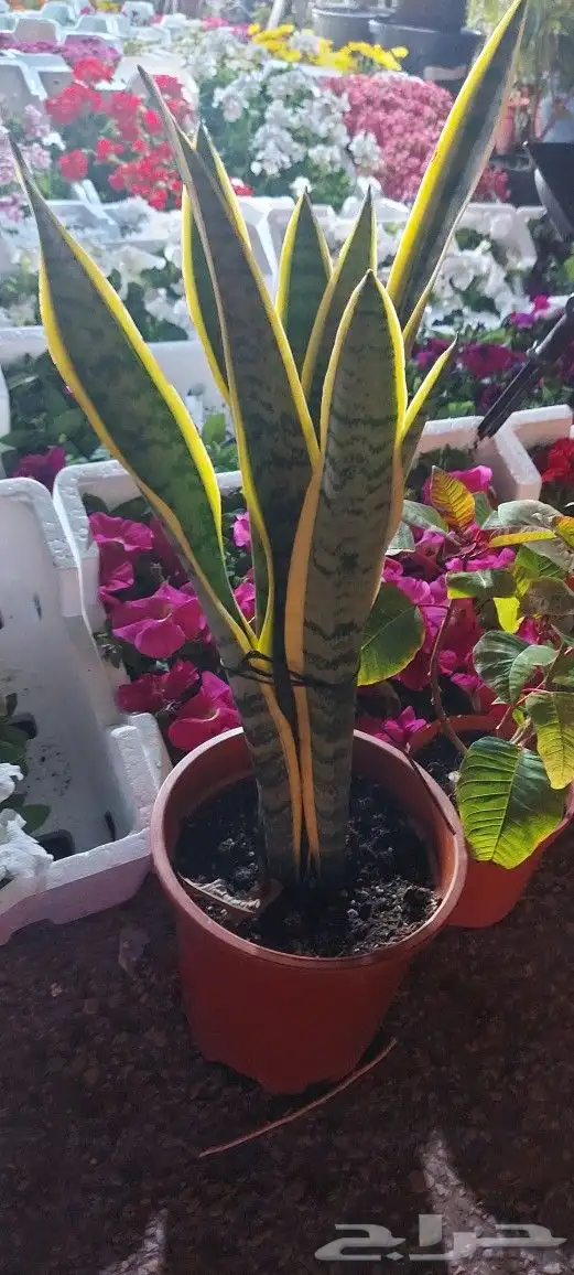 تنسيق حدائق 4
