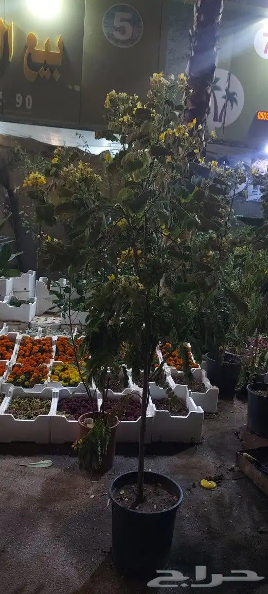 تنسيق حدائق 3