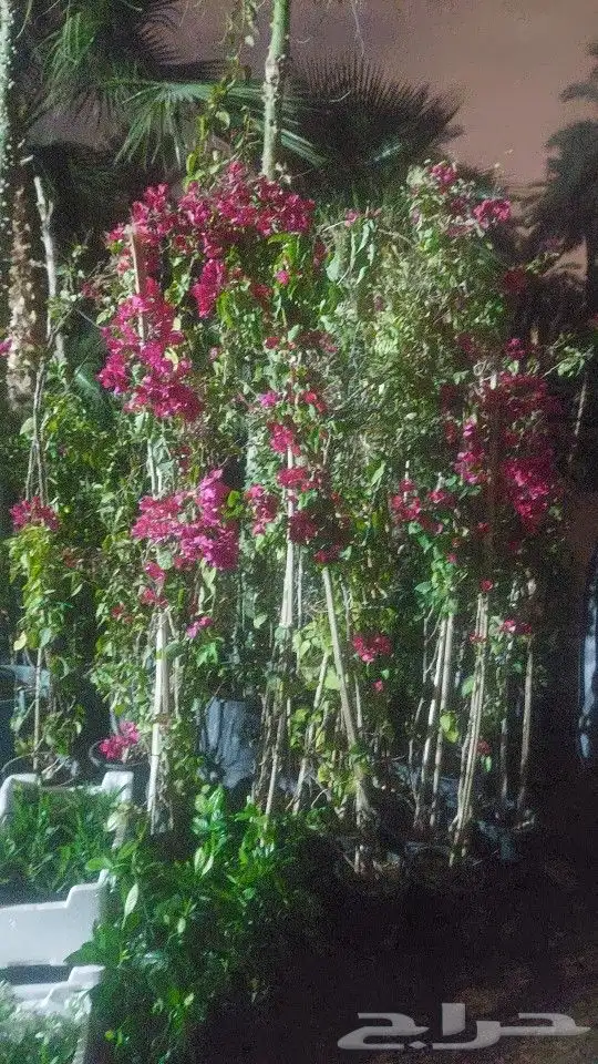 جهنميه 3الوان اطوال مختلفه ونخل واشنطني جميه المقاسات الرياض 4