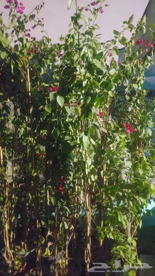 جهنميه 3الوان اطوال مختلفه ونخل واشنطني جميه المقاسات الرياض 5