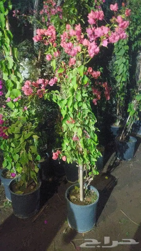 جهنميه 3الوان اطوال مختلفه ونخل واشنطني جميه المقاسات الرياض 9