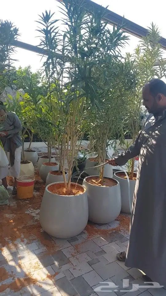 تنسيق اشجار زينه 1