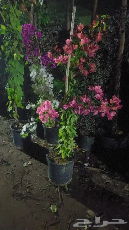 جهنميه 3الوان اطوال مختلفه ونخل واشنطني جميه المقاسات الرياض 8