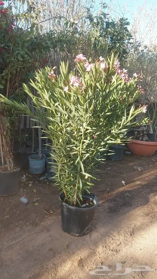 تنسيق اشجار زينه 11