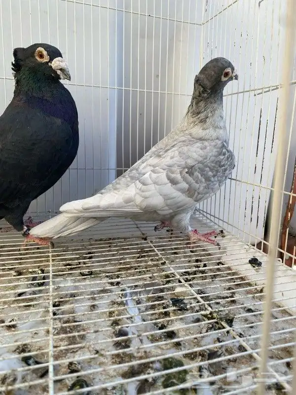 زاجل من نوادر زاجل فرنسي 0