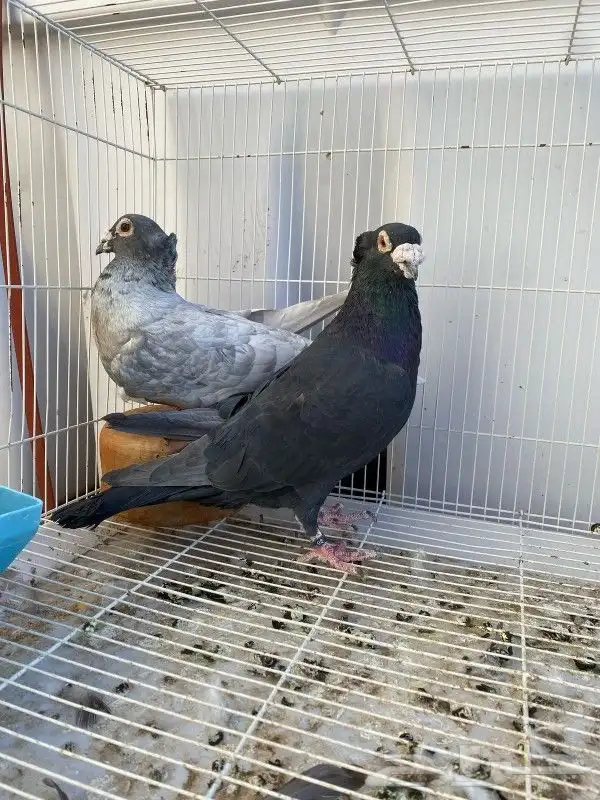 زاجل من نوادر زاجل فرنسي 2