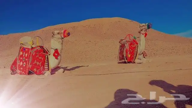 اجار جمال خيول رحول زلول راكبي 0