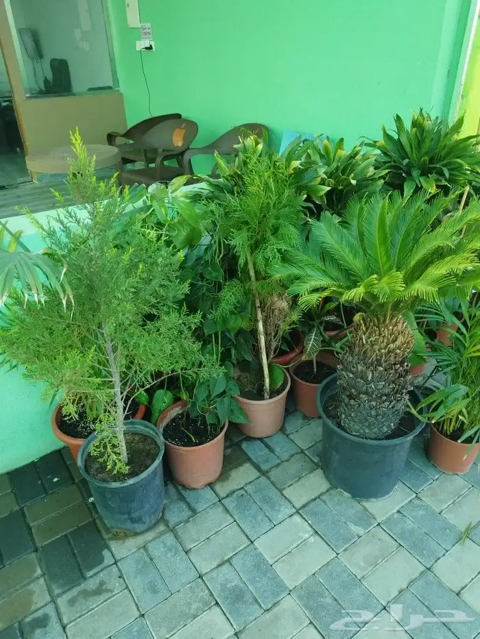 تنسيق حدائق وشبكات ري 4