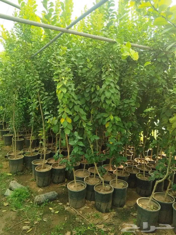 تنسيق حدائق وشبكات ري 19