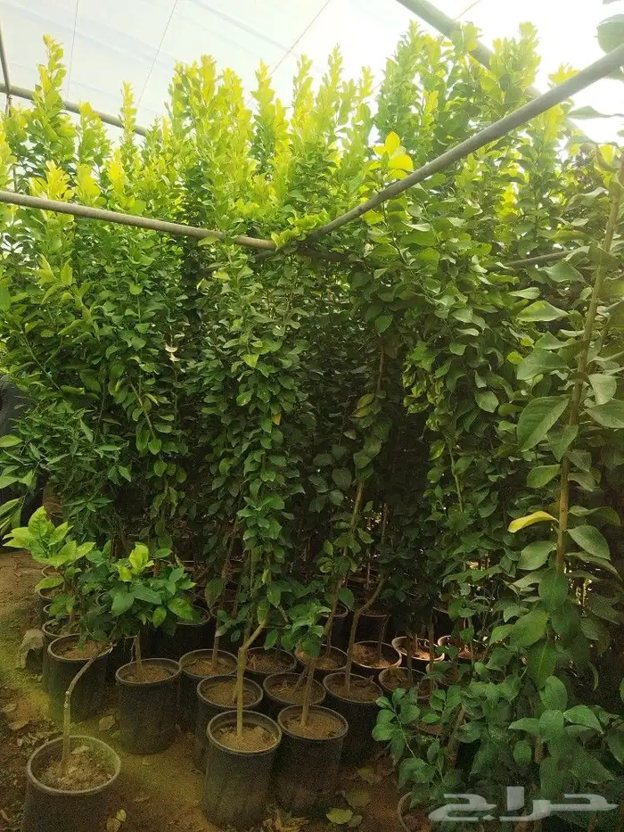 تنسيق حدائق وشبكات ري 16