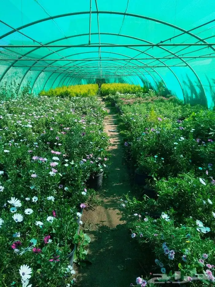 تنسيق حدائق وشبكات ري 24