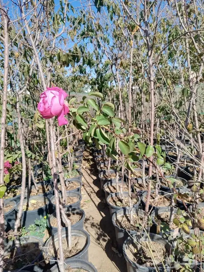 تنسيق حدائق وشبكات ري 13