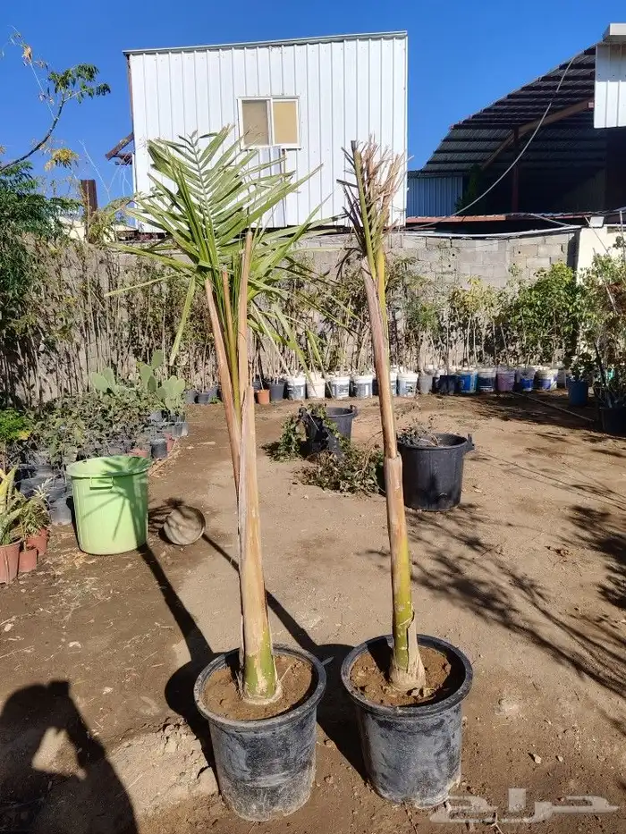 تنسيق حدائق وشبكات ري 7