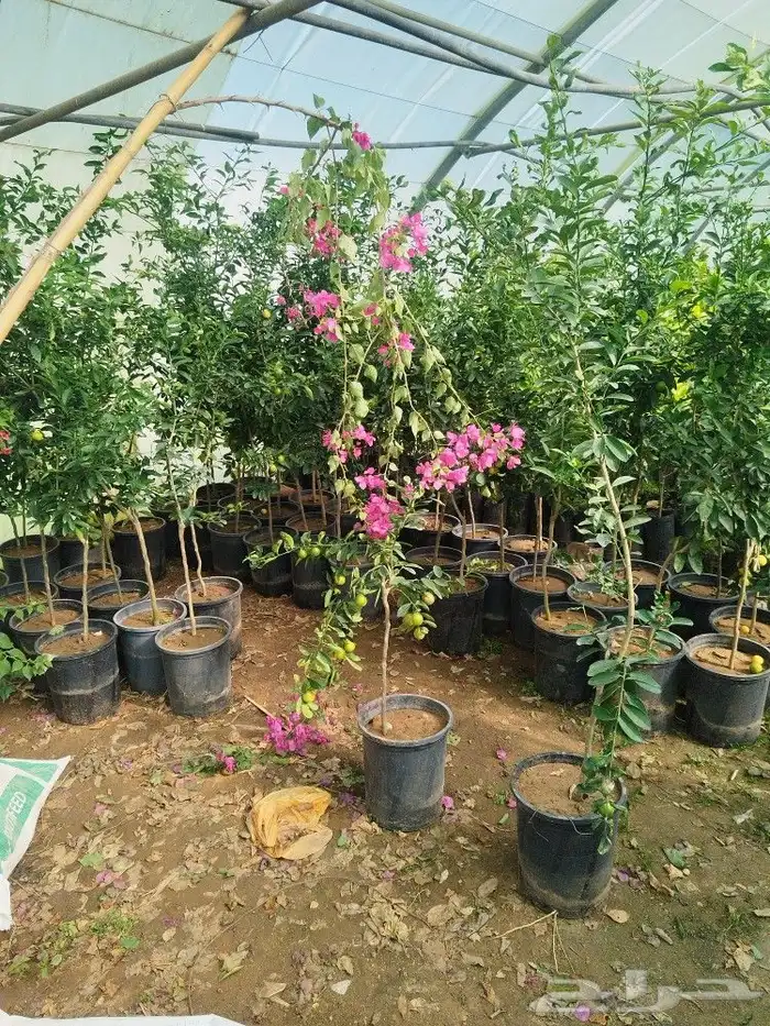 تنسيق حدائق وشبكات ري 20