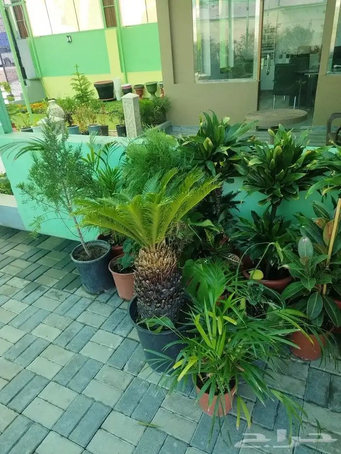 تنسيق حدائق وشبكات ري 5