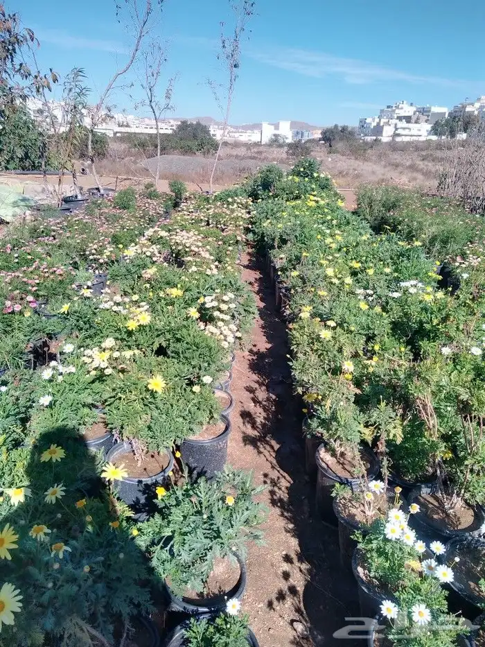 تنسيق حدائق وشبكات ري 14