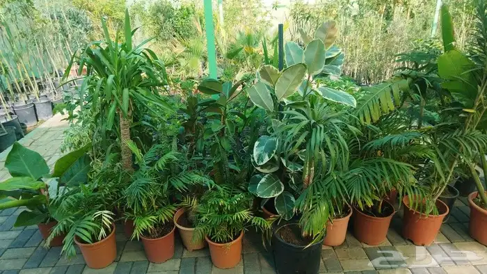 تنسيق حدائق وشبكات ري 2