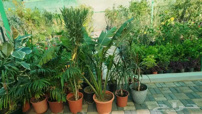 تنسيق حدائق وشبكات ري 3