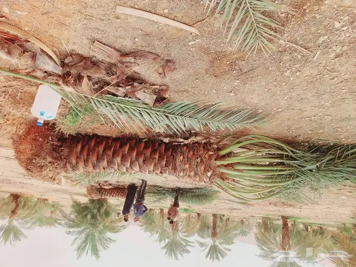 توجد لدينا جميع انواع النخيل المثمر والزينه جميع انواعها مقا 5