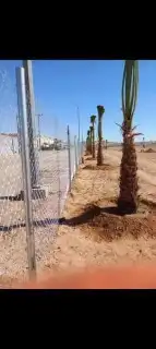 توريد وزراعة النخيل 0