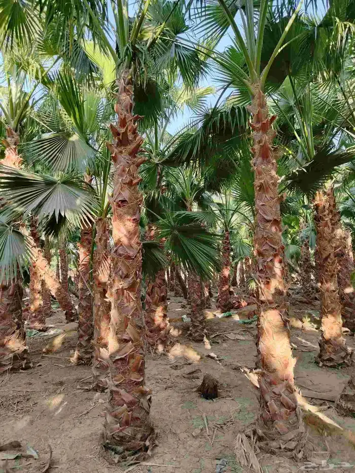 نخل واشنطن نخيل واشنطني 2