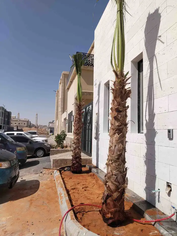 نخل واشنطن نخيل واشنطني 3