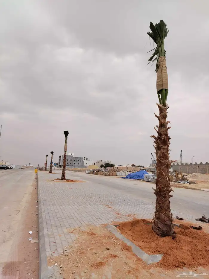 نخل واشنطن نخيل واشنطني 1