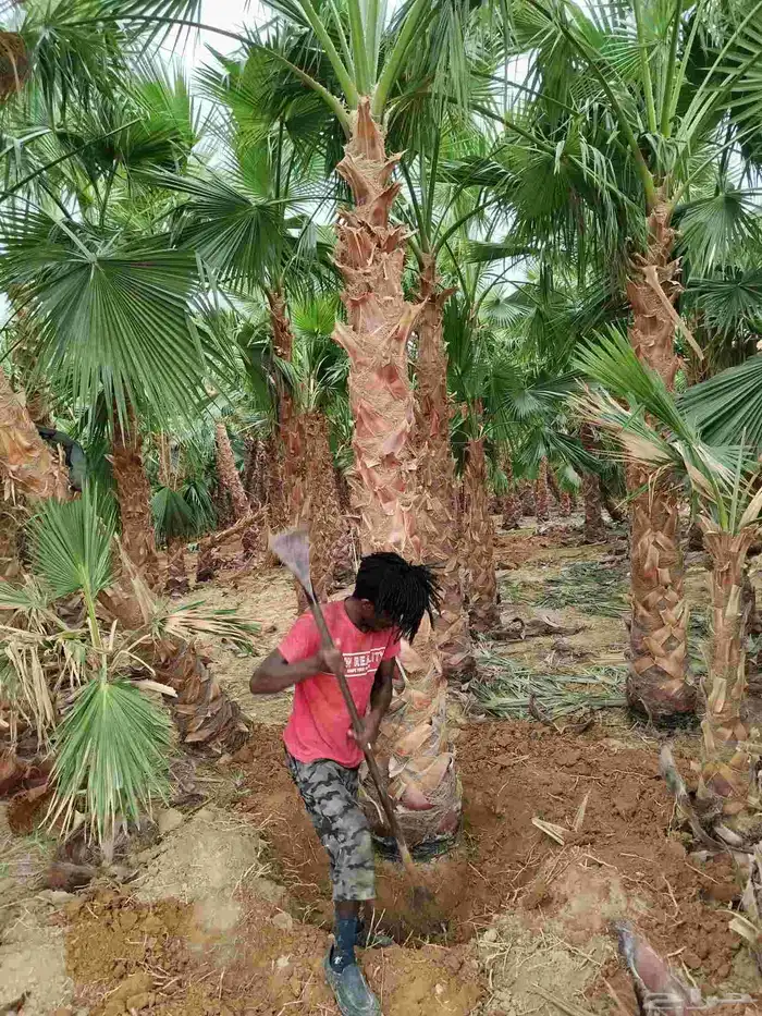 نخل واشنطن نخيل واشنطني 0