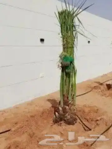 توريد وزراعة النخيل 4