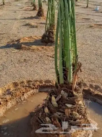 توريد وزراعة النخيل 2