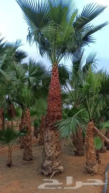 واشنطن زينه رقم واحد توريد وتركيب ابو ياسمين 1