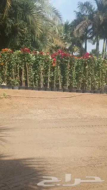 نخل للبيع وتنسيق الحدائق مكه المكرمه جده الطايف 1