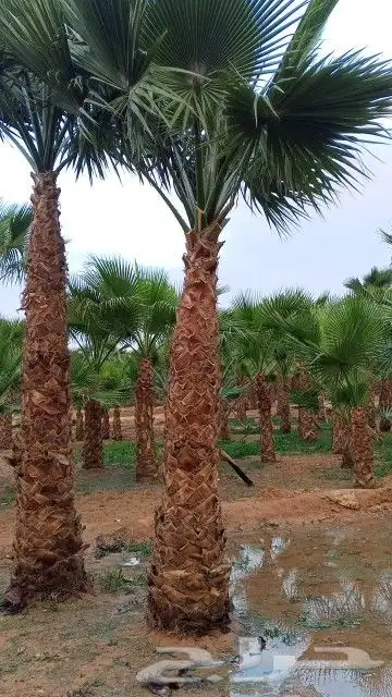 واشنطن زينه رقم واحد توريد وتركيب ابو ياسمين 3