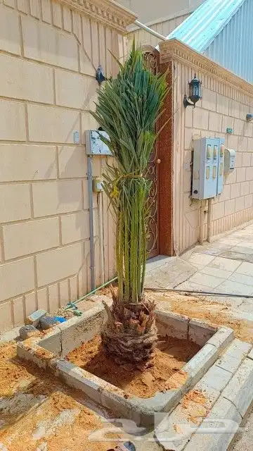 توجد لدينا جميع انواع النخيل المثمر والزينه جميع انواعها مقا 0