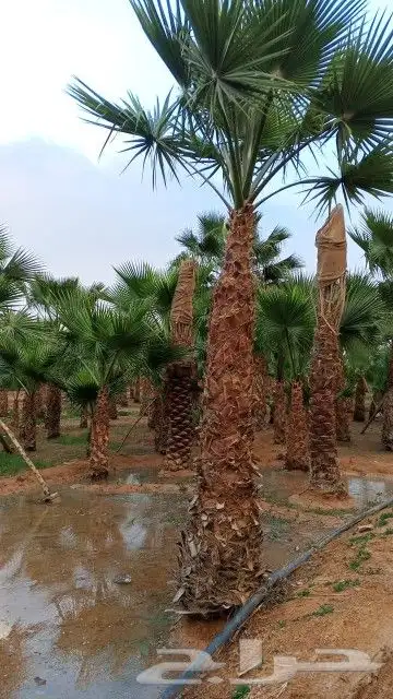 واشنطن زينه رقم واحد توريد وتركيب ابو ياسمين 4