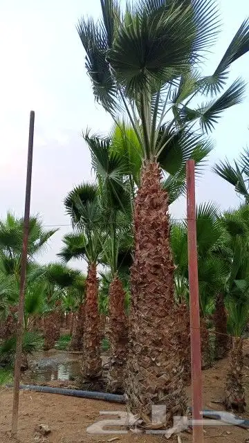 واشنطن زينه رقم واحد توريد وتركيب ابو ياسمين 6