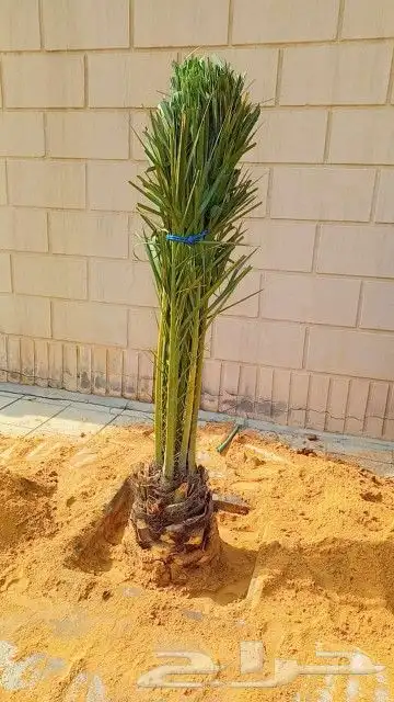 توجد لدينا جميع انواع النخيل المثمر والزينه جميع انواعها مقا 2
