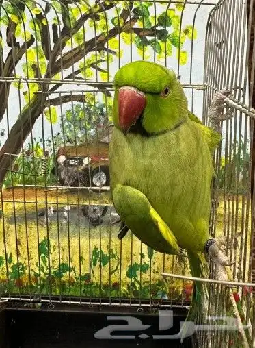 ذكر دره انتاج محجل 4