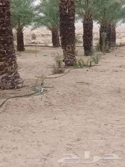 نخل. وشبك جميع المقاسات 2