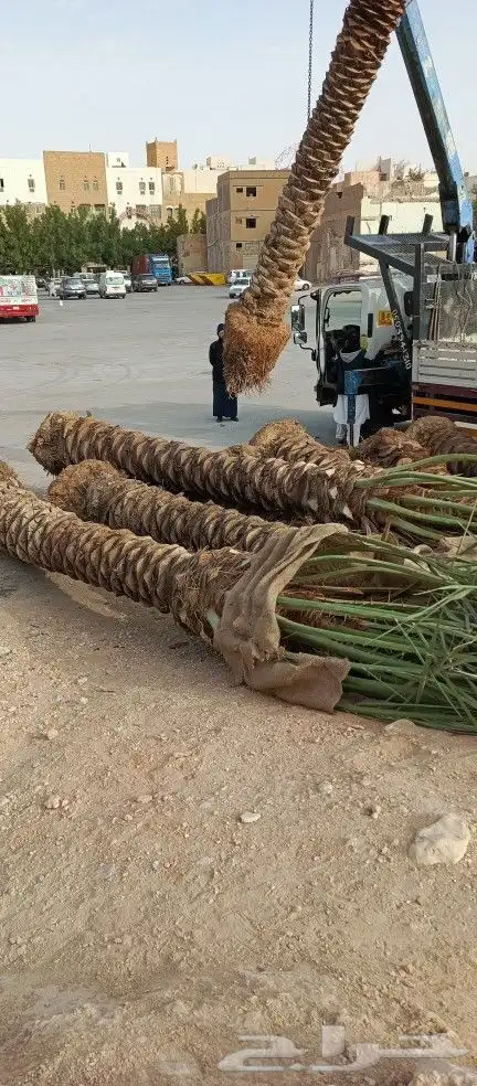مقاول شبوك المجلفن والعايدي والسياج الامني وزراعة النخل 8