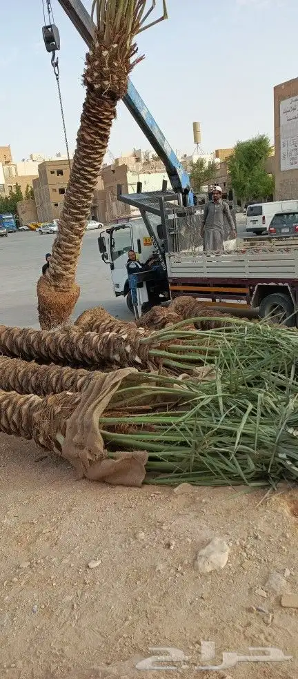 مقاول شبوك المجلفن والعايدي والسياج الامني وزراعة النخل 7