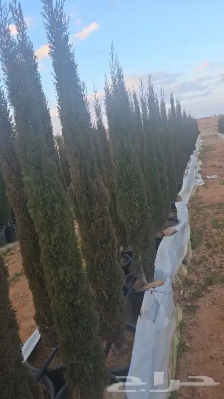 سرو ايطالي 0