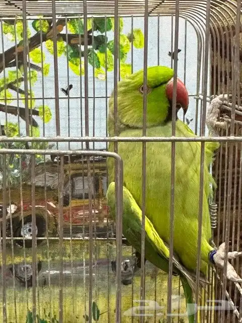 ذكر دره انتاج محجل 0