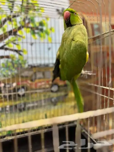 ذكر دره انتاج محجل 3