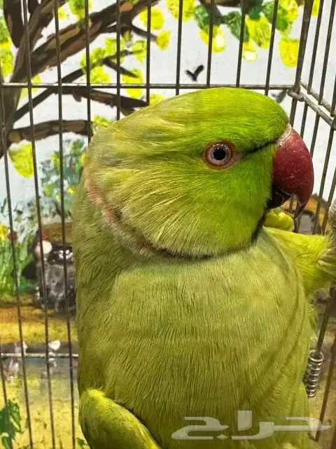 ذكر دره انتاج محجل 2