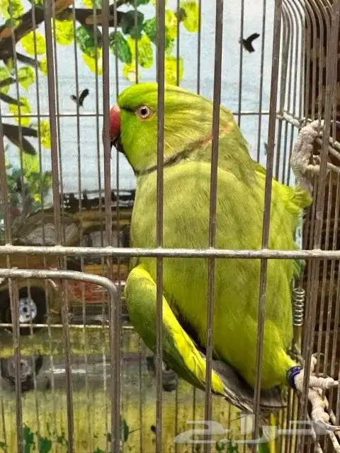 ذكر دره انتاج محجل 5