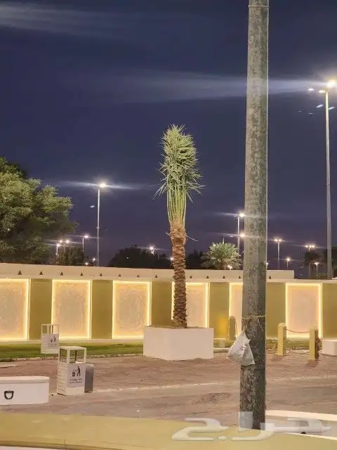 توجد لدينا جميع انواع النخيل المثمر والزينه جميع انواعها مقا 7