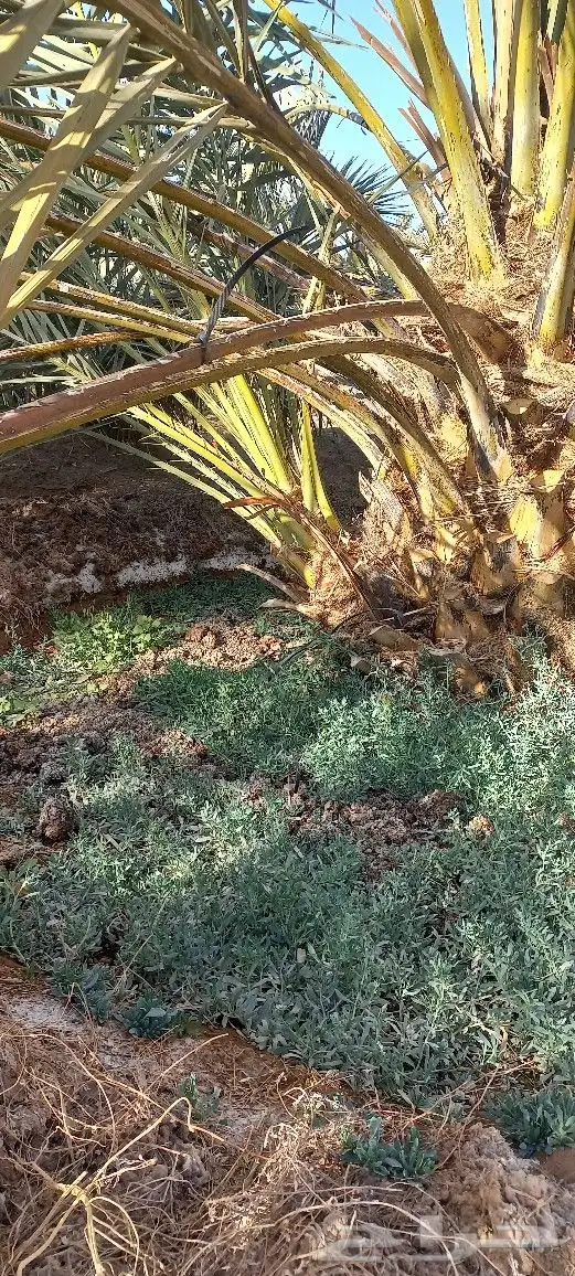 فسائل عجوة صفاوي عنبرة 6